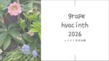 ムスカリ育成記録2026 ┃場所を変えても咲いてくれた小さな青紫色の花