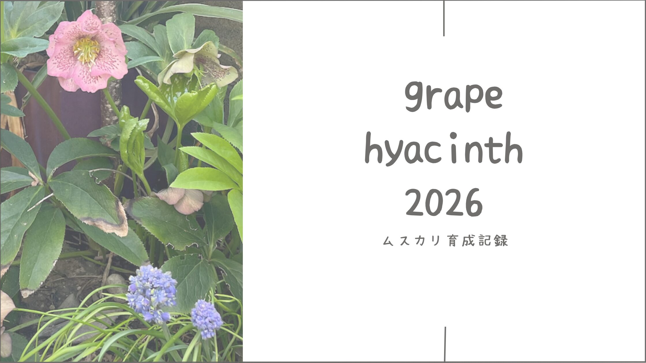 ムスカリ育成記録2026 ┃場所を変えても咲いてくれた小さな青紫色の花