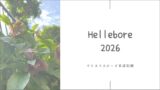 クリスマスローズ育成2026┃庭に広がる花と、ちょっと嬉しい変化