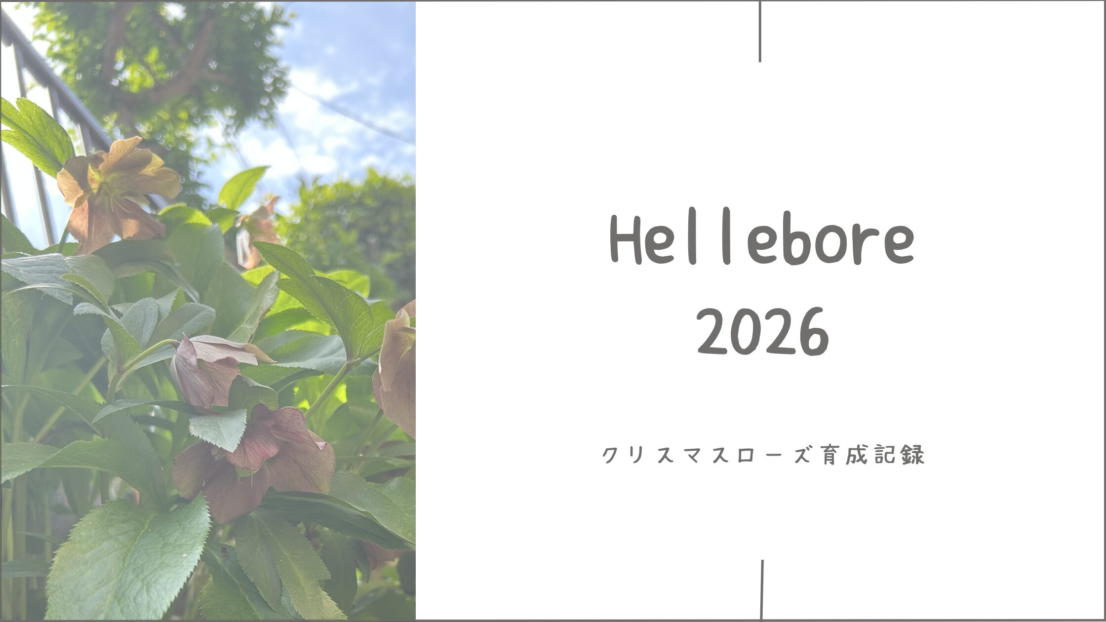 クリスマスローズ育成2026┃庭に広がる花と、ちょっと嬉しい変化