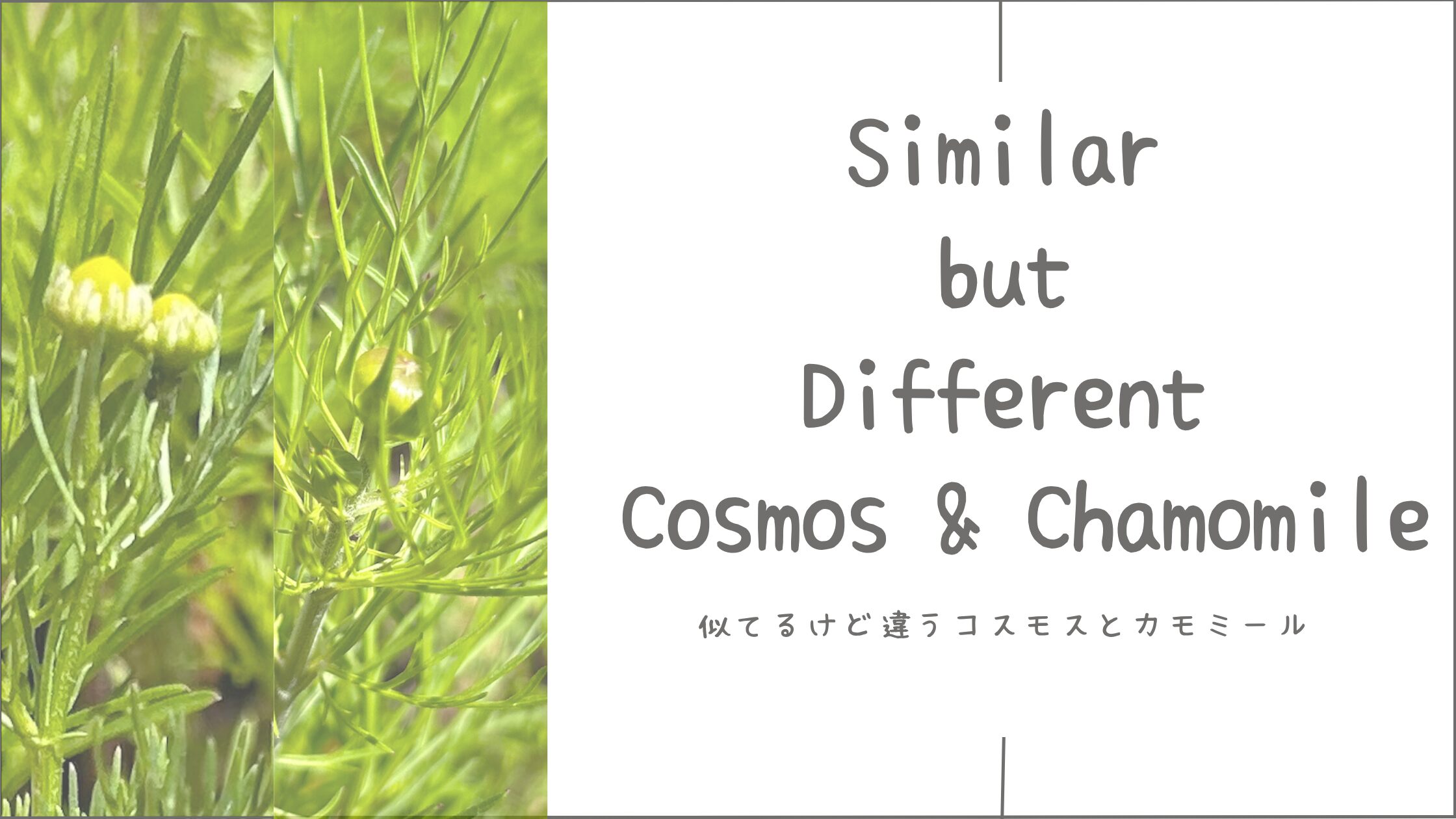 開花前でも見分けられる？カモミールとコスモスの違い｜同じ鉢で育てた観察記録