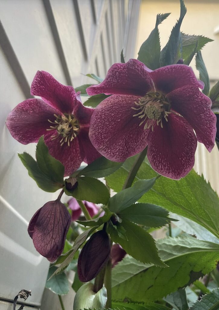 クリスマスローズ│深い赤色の花とつぼみのある株