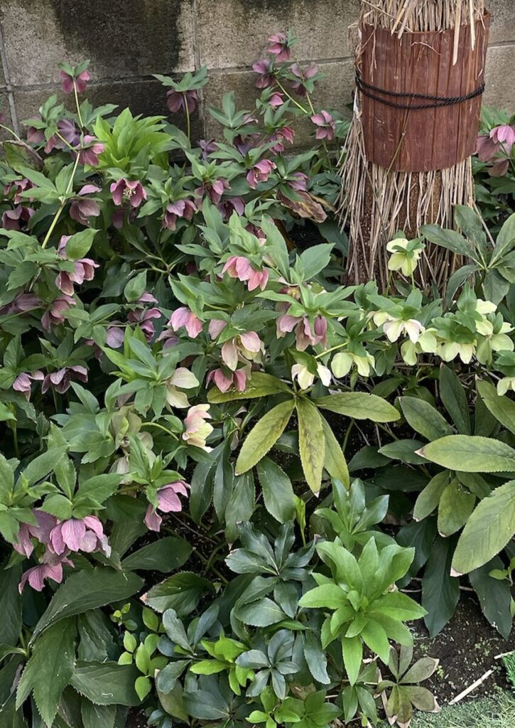 クリスマスローズ│庭で群生して咲くピンクとグリーンの花