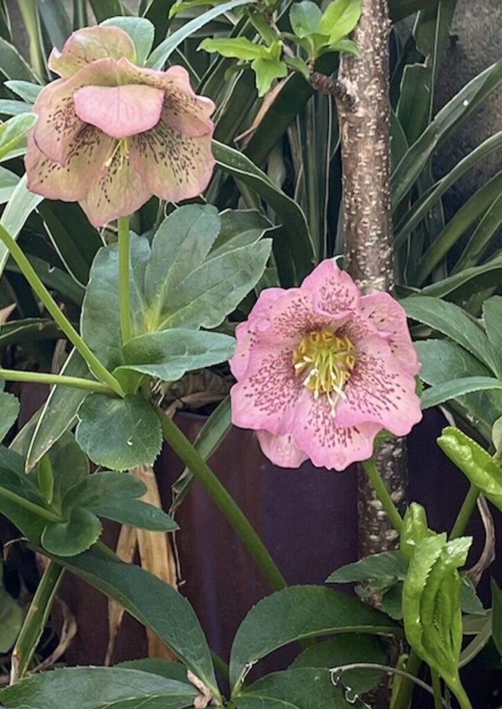 クリスマスローズ│ピンクの花びらに細かな模様が入る花のアップ