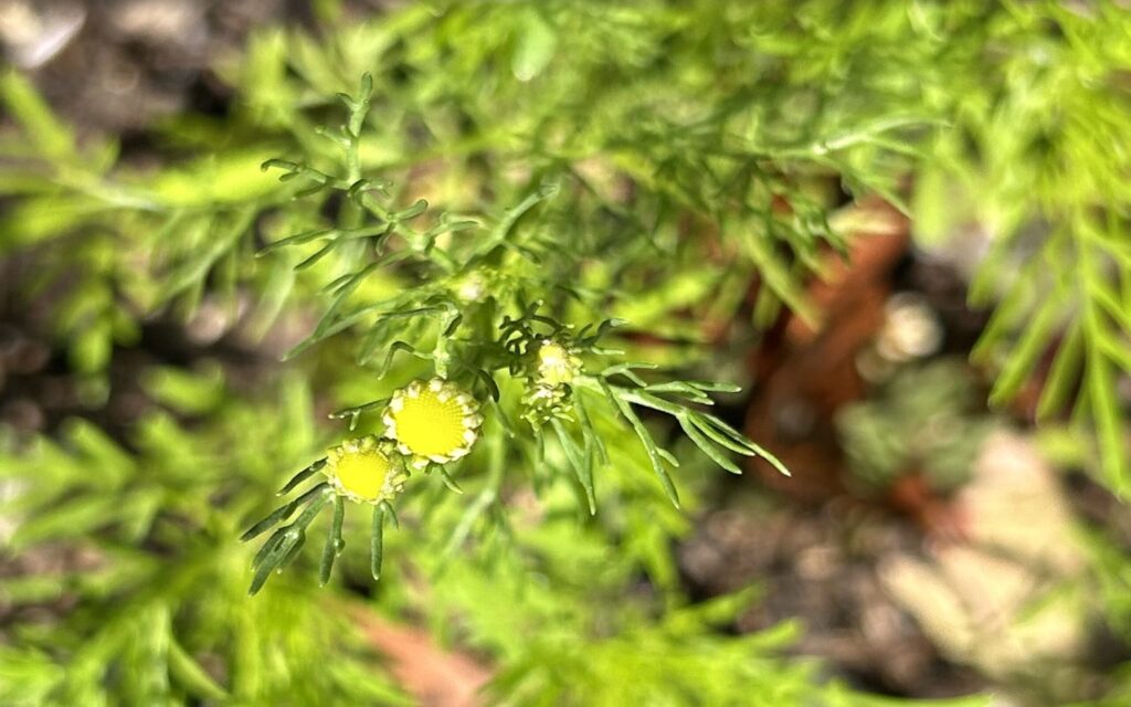 カモミール│黄色い中心と白い花びらの開花の様子