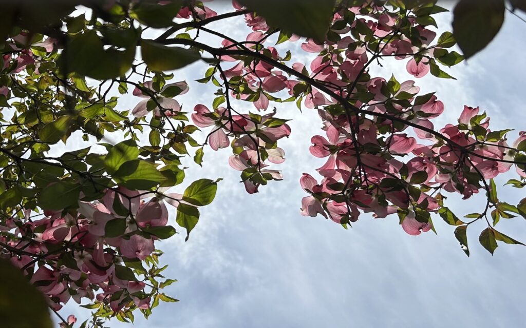 ハナミズキ│青空を背景に見上げたピンクの花の様子