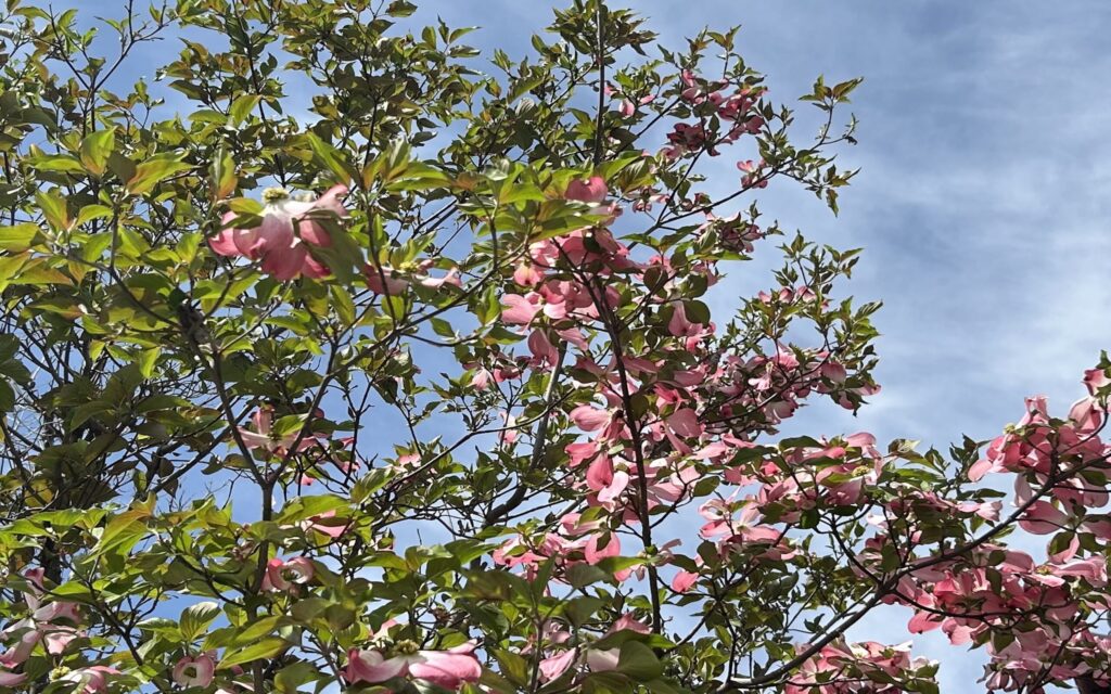 ハナミズキ│全体の開花の様子と枝ごとの咲き方の違い