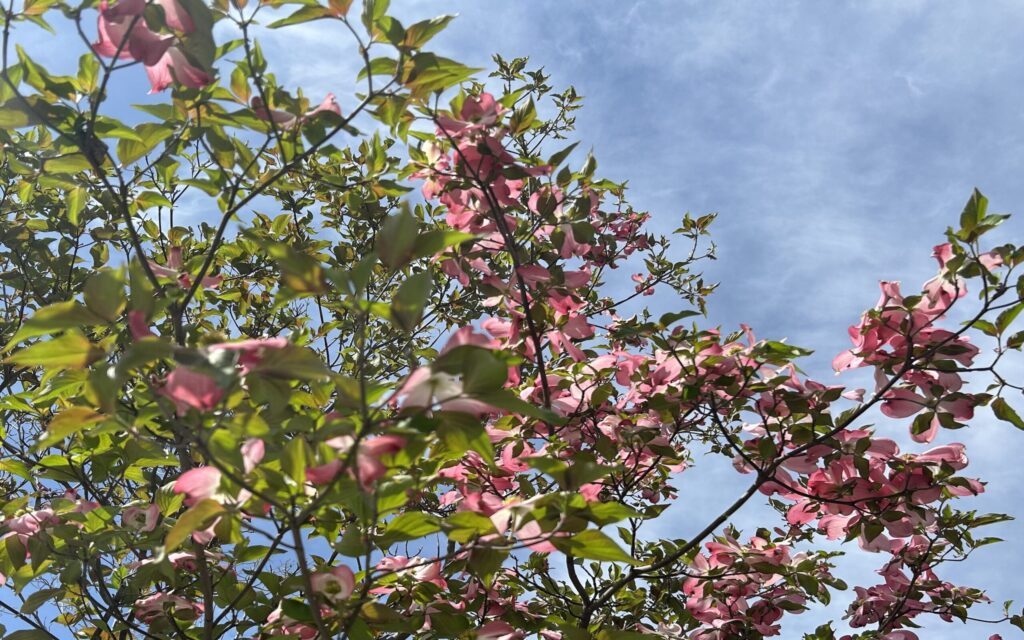 ハナミズキ│逆光で光を透かすピンクの花の様子