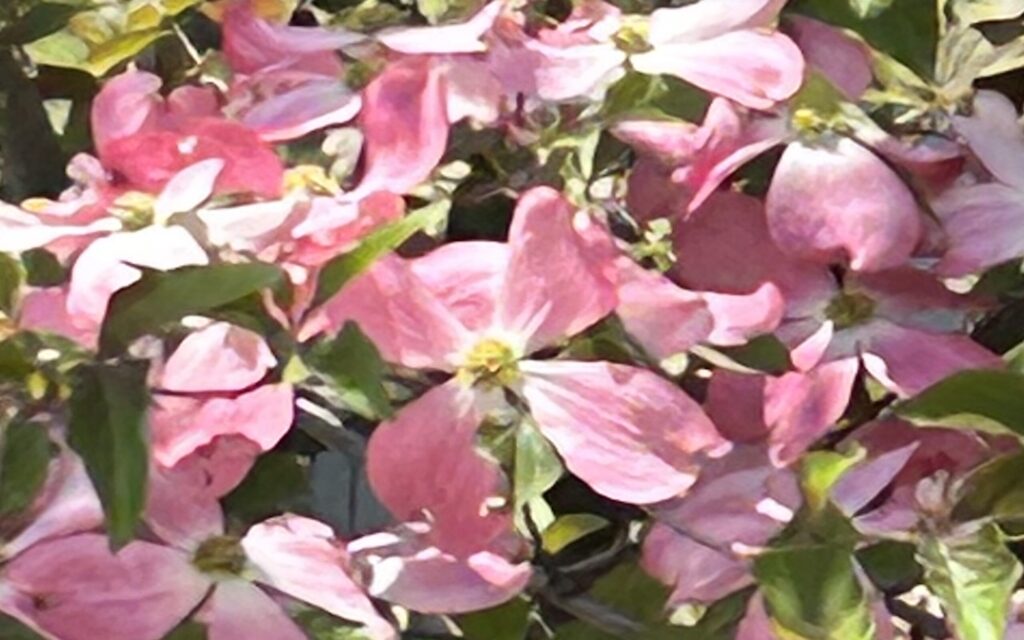 ハナミズキ│複数の花が重なって咲く様子のアップ