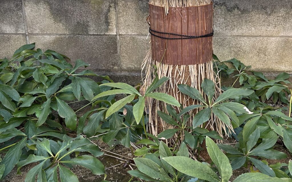 ハナミズキ│幹にわらの腹巻きを巻いた根元とクリスマスローズの様子