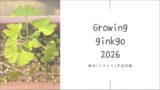 銀杏育成2026｜毎年枯れるのに、また芽吹く理由