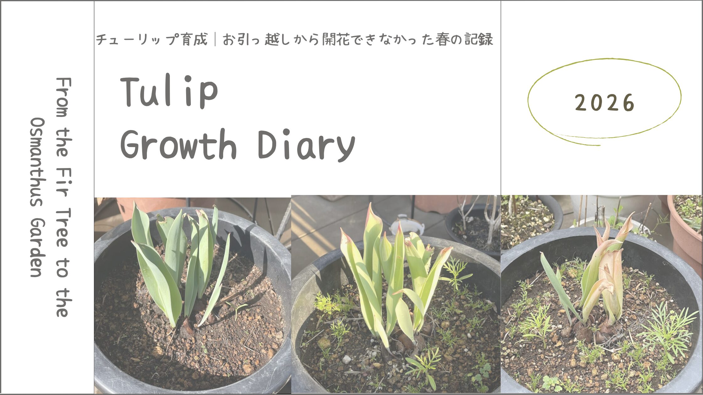 チューリップ育成記録2026 ┃お引越しから開花できなかった記録