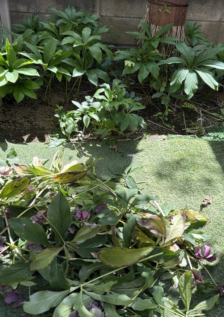 クリスマスローズ│剪定後に葉と花茎をまとめた地植えの様子