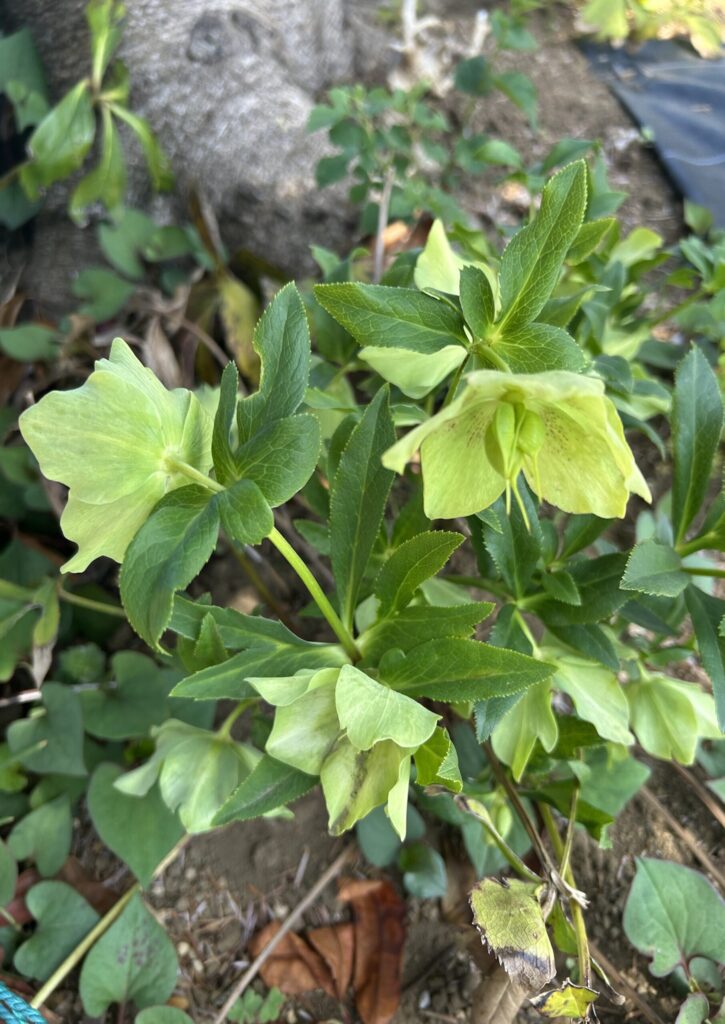 クリスマスローズ│グリーンの花びらに細かな模様が入る花
