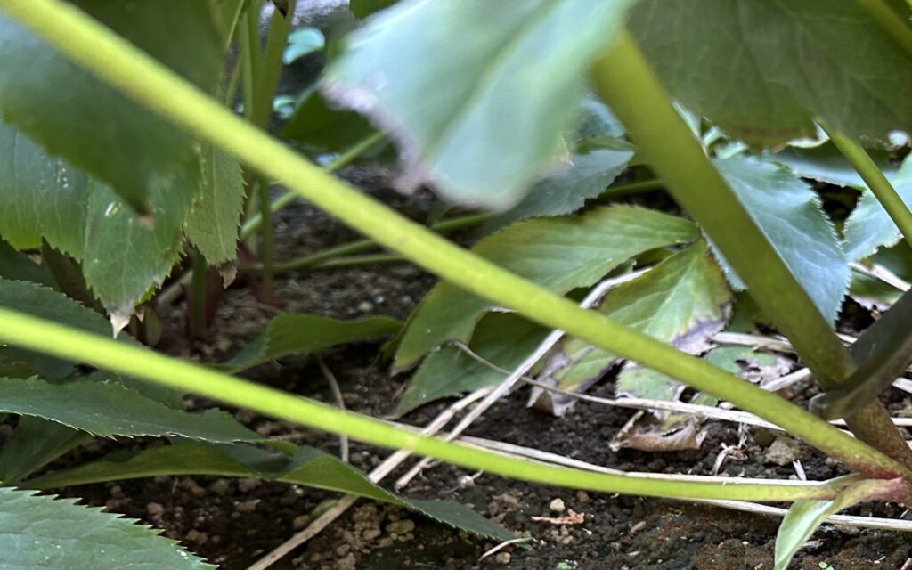 クリスマスローズ│地際から伸びる花茎と葉の様子
