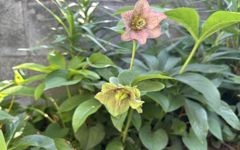 クリスマスローズ│剪定前の長く伸びた花茎と葉