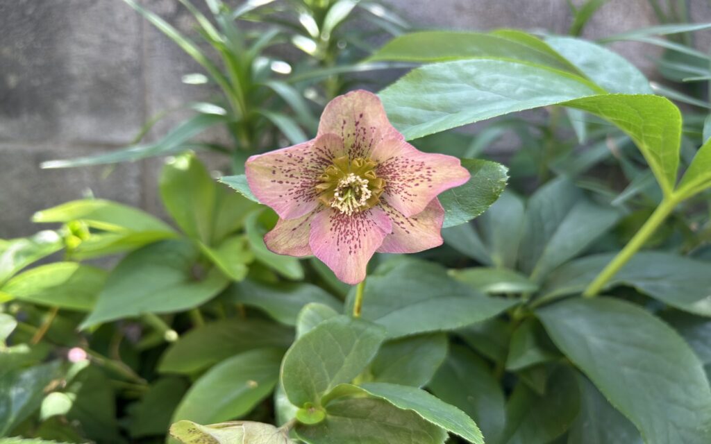 クリスマスローズ│淡いピンク色の花を正面から見た様子