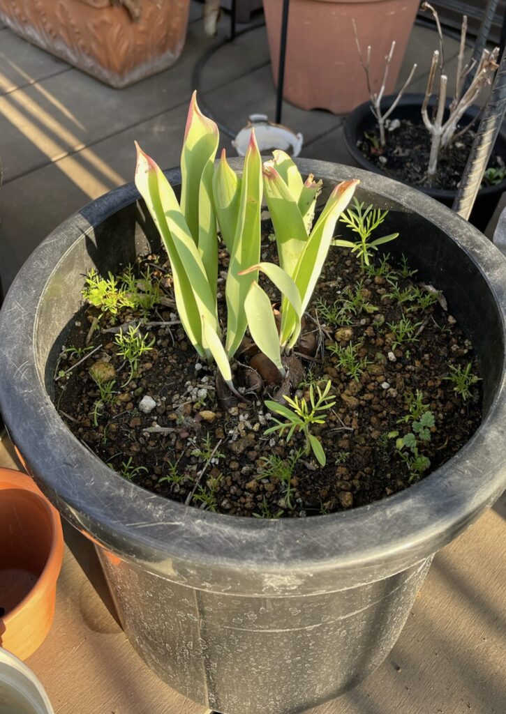 チューリップ│鉢植えで育てている様子
