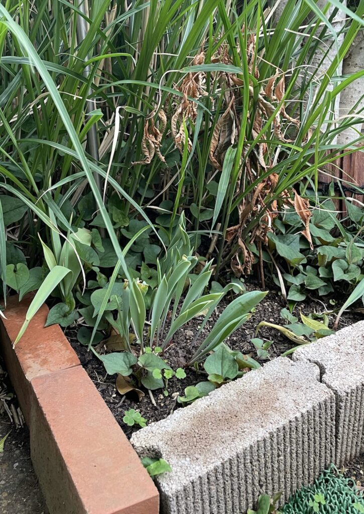 チューリップ│金木犀の前へお引越しした地植え