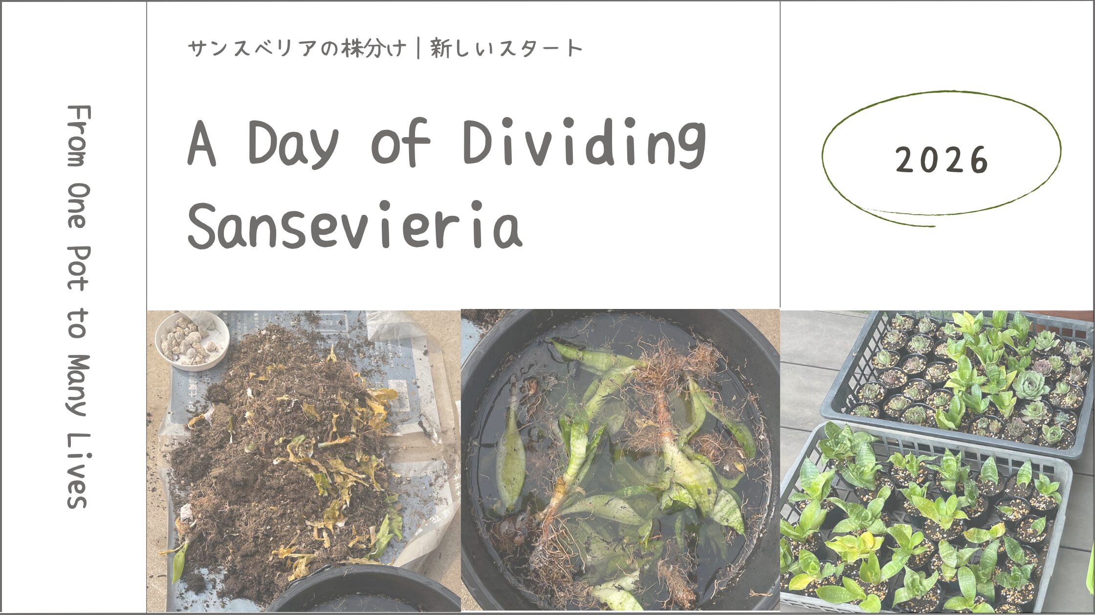 サンスベリアの株分け｜ひとつの鉢から広がる新しい成長