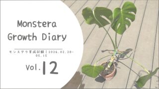 モンステラ育成記録 vol.12｜葉の広がりに、それぞれの個性