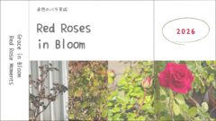 薔薇育成記録2026┃春の芽吹きから開花まで。今年は赤いバラが主役に