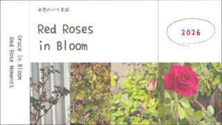 薔薇育成記録2026┃春の芽吹きから開花まで。今年は赤いバラが主役に