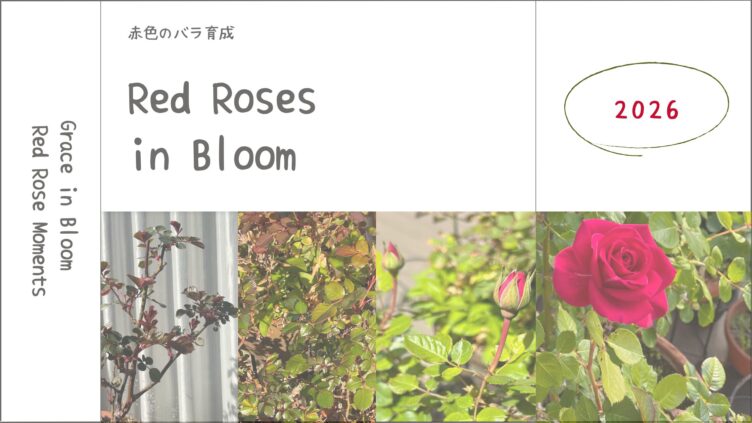 薔薇育成記録2026┃春の芽吹きから開花まで。今年は赤いバラが主役に