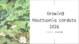 ドクダミ育成記録2026┃八重咲きドクダミの開花と新たな発見