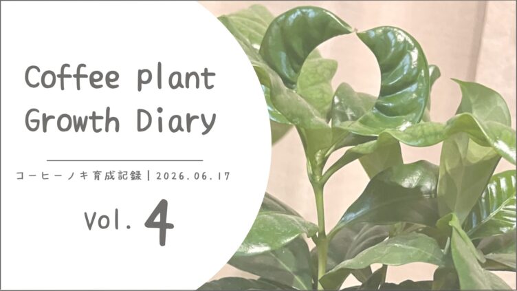 コーヒーノキ育成vol.4┃新芽がハート型に！葉っぱがくっついて見えた成長記録