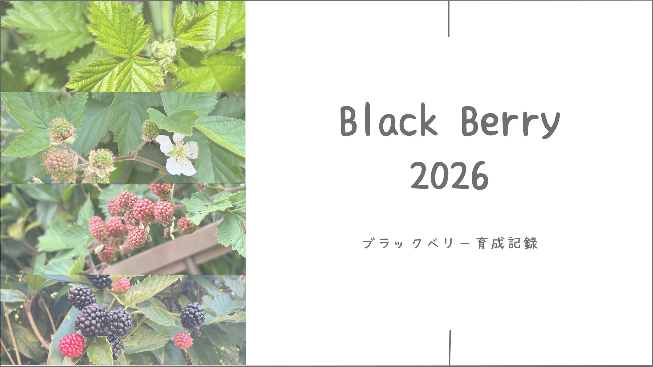 ブラックベリー育成記アイキャッチ画像