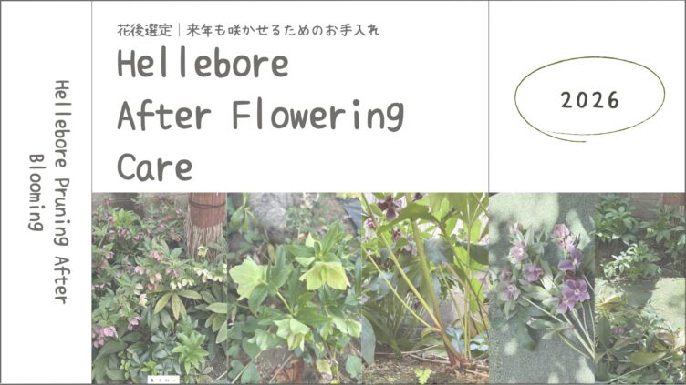 クリスマスローズの花後剪定┃我が家でしている“種がついた後”のお手入れまとめ
