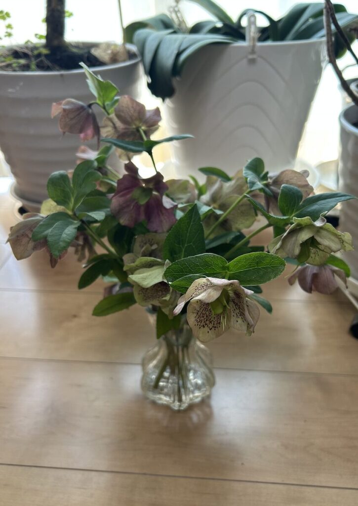 クリスマスローズ│花後に種をつけ始めたピンクと白の花