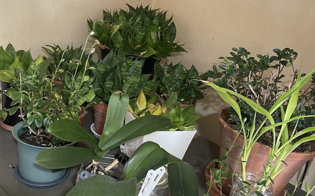 サンスベリア│冷蔵庫の上で他の植物と並べている様子