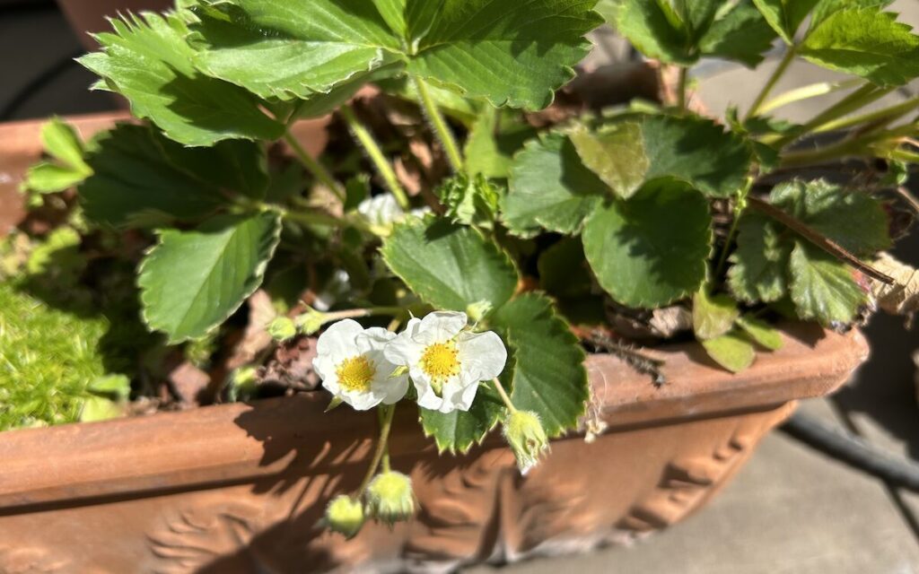 いちご│春の日差しの中で白い花を咲かせるいちごの株