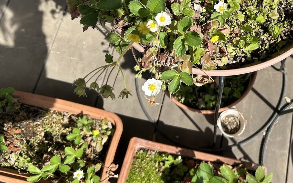 いちご│複数の鉢で育てているいちごの開花の様子