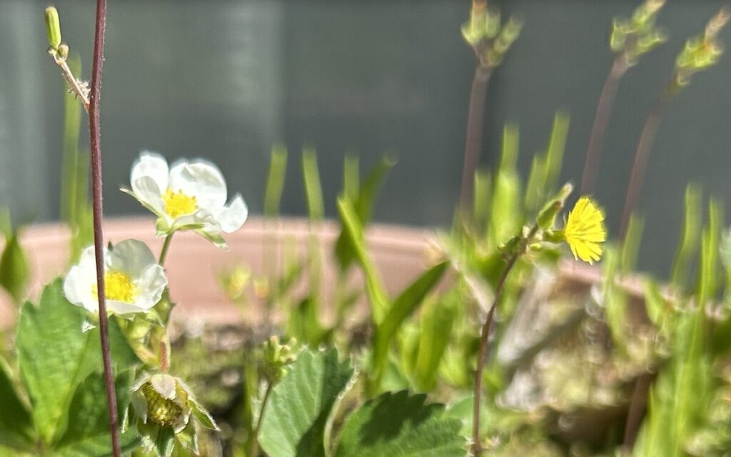 いちご│白い花が咲くいちごの株のアップ