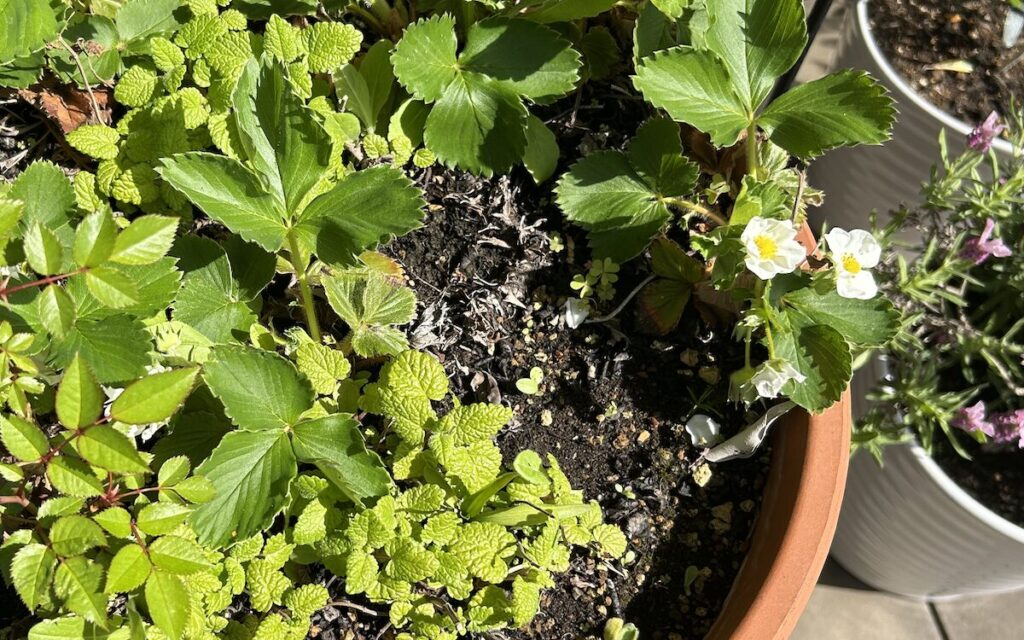 いちご│青々とした葉と花をつけたいちごの株