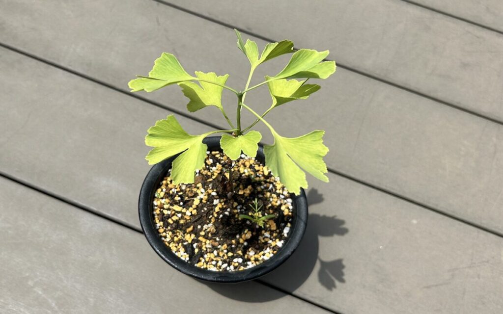 銀杏│植え替え後に青空を背景に葉を広げる3年目の実生イチョウ