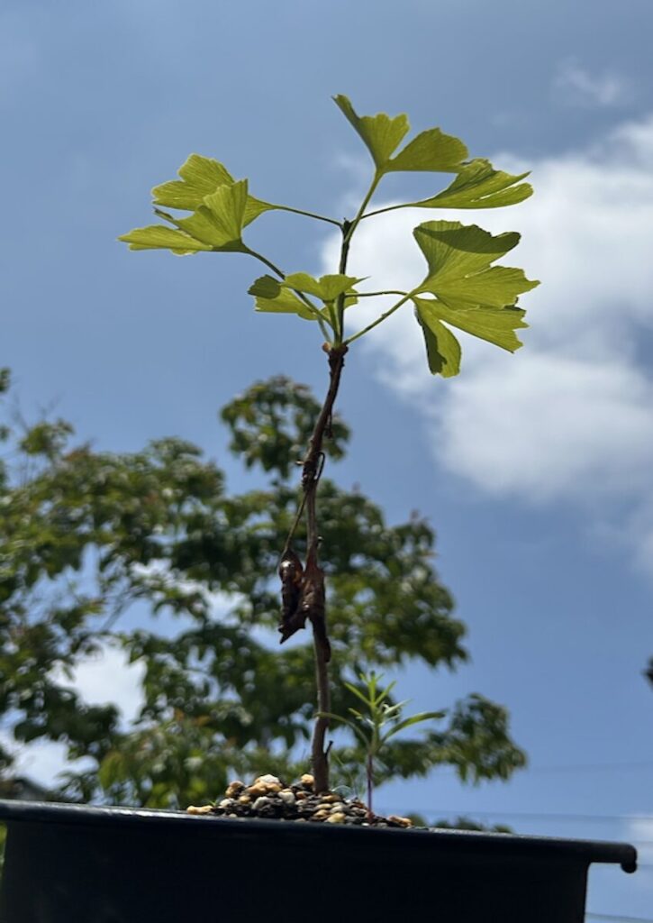 銀杏│植え替え後の鉢で育つ3年目の実生イチョウ