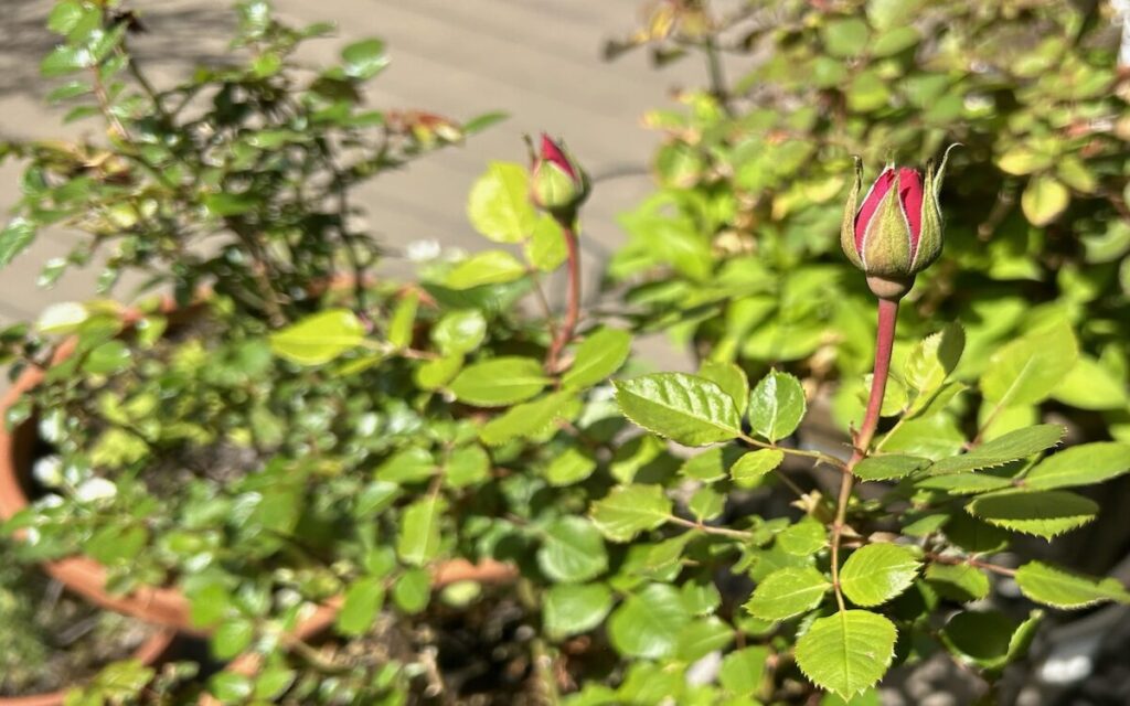 薔薇│開花前の赤いバラのつぼみ