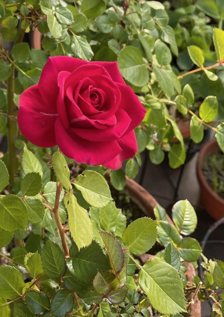 薔薇│鮮やかな赤い花を咲かせたバラ
