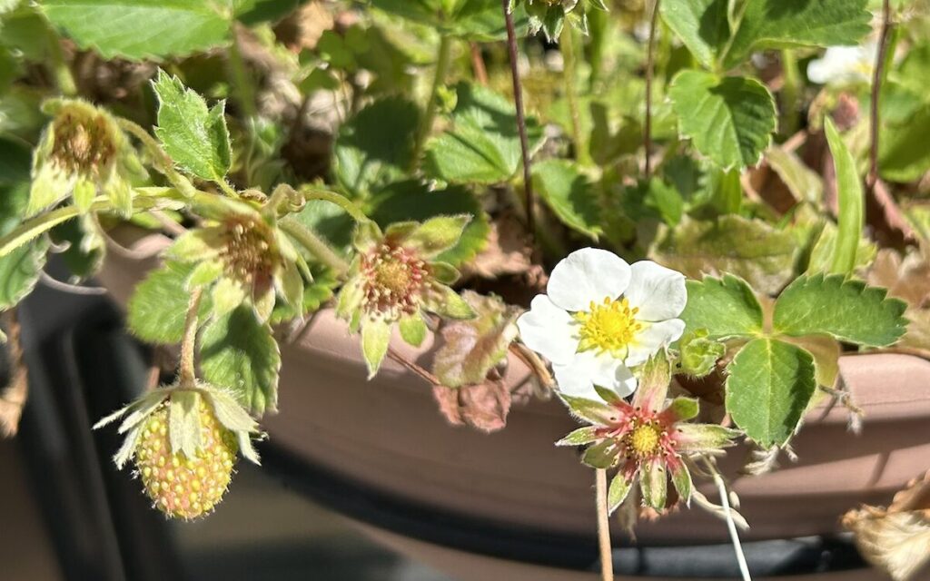 いちご開花中のイチゴの花と成長途中の実