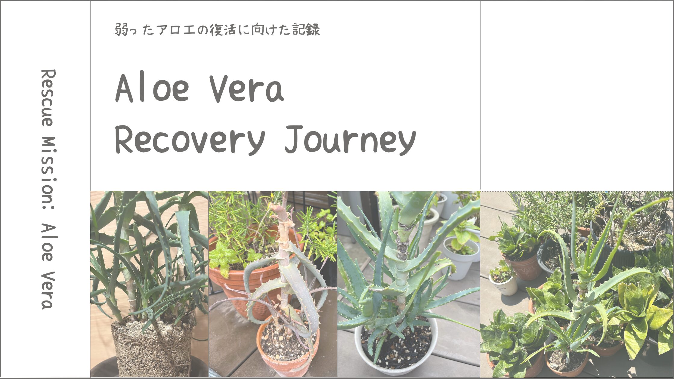 アロエ育成記アイキャッチ画像