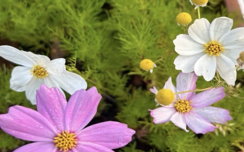 コスモス白やピンクのコスモスの花を近くから撮影した様子