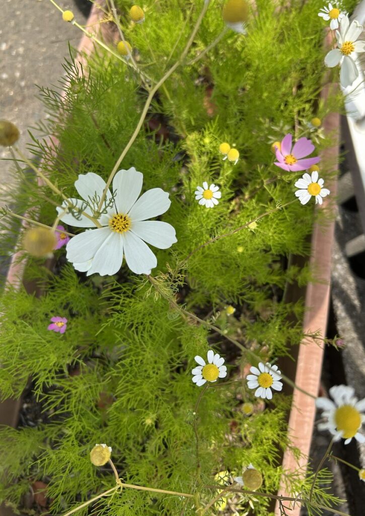 コスモス│プランターで育つ白いコスモスと咲き始めた花々