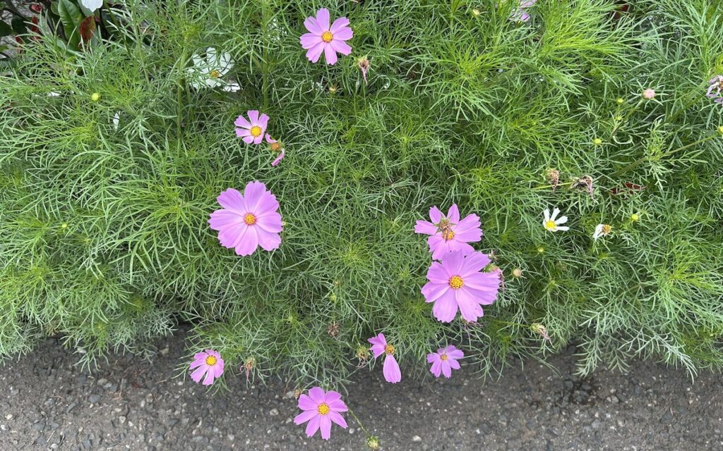 コスモス│ピンク色の花が咲き始めた初夏のコスモス