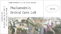 胡蝶蘭の置き場所まとめ｜我が家の管理環境を公開