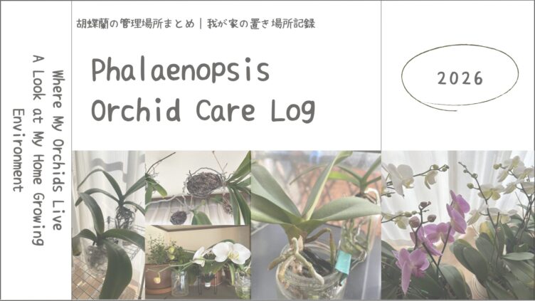 胡蝶蘭の置き場所まとめ｜我が家の管理環境を公開