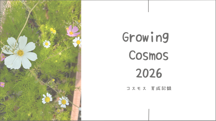 コスモス育成記録2026 ┃今年は5月に開花！早咲きの成長を振り返る
